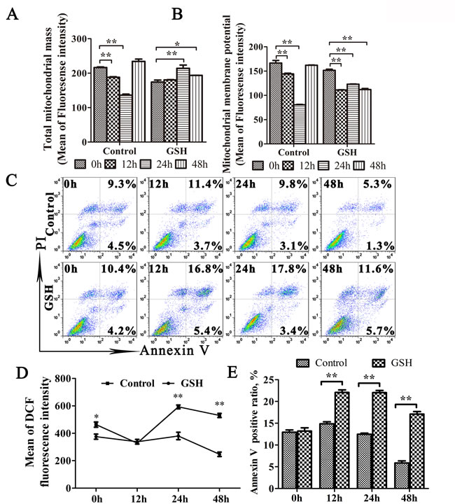 GSH suppress mitophagy and promote apoptosis.