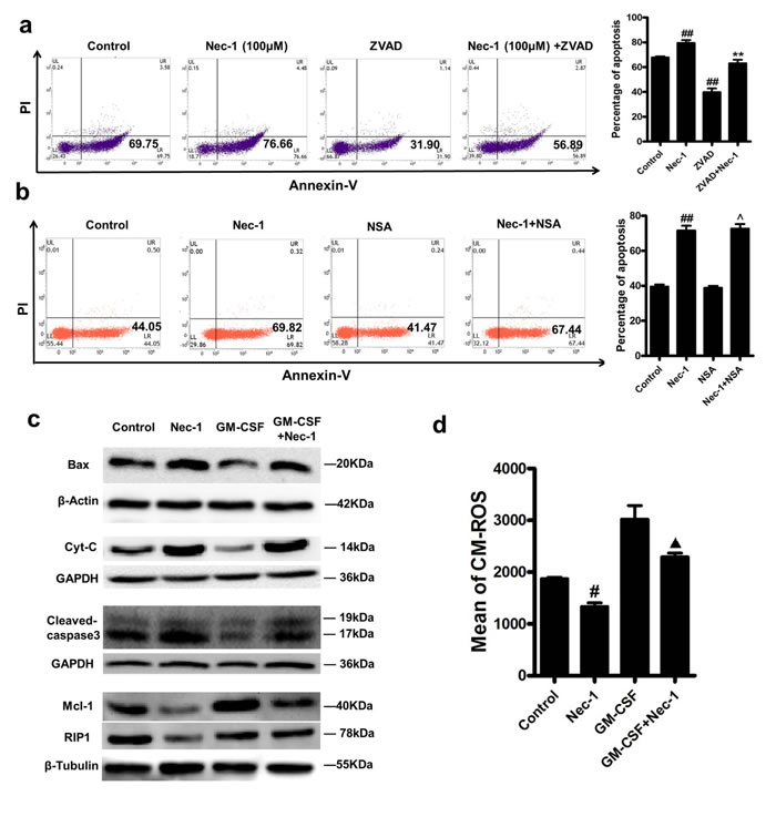 Nec-1 mediated neutrophil apoptosis was caspase-dependent, with reduced neutrophil Mcl-1 expression and up regulated expression of Bax and cleaved caspase-3.