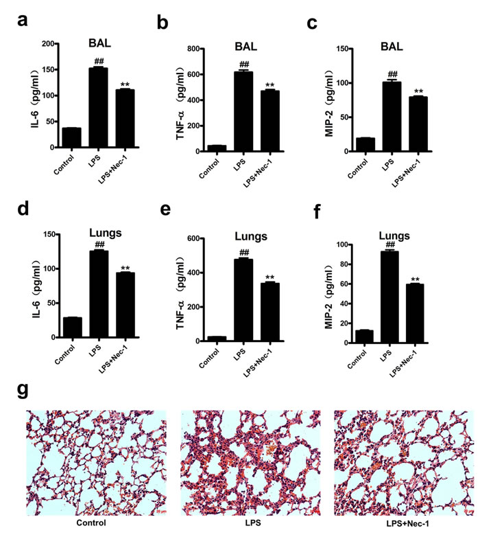 Nec-1 ameliorated LPS-induced inflammatory changes.