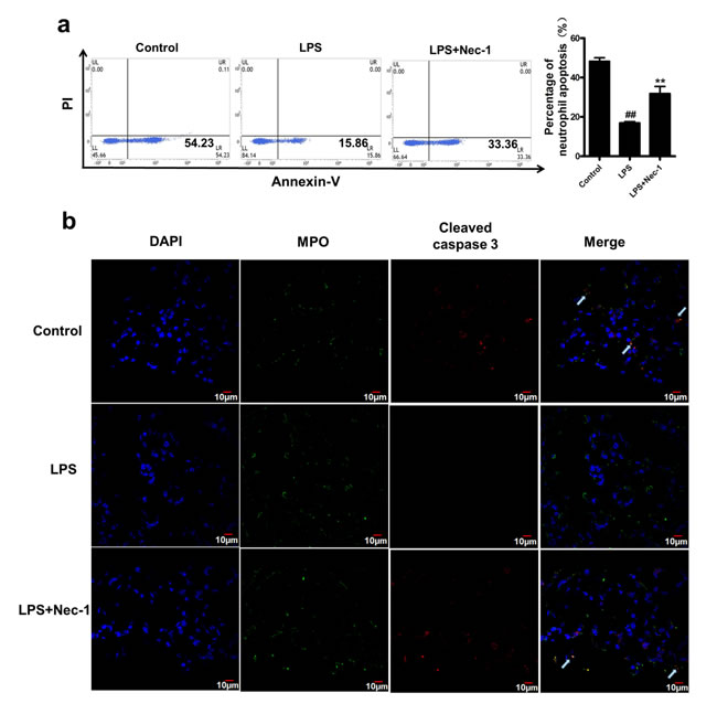Nec-1 reversed LPS induced inhibition of neutrophil apoptosis in the BAL and lung.