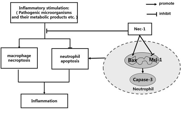 Schematic illustration for the effects Nec-1 on neutrophil apoptosis and macrophage necroptosis, underlying the pivotal roles of Nec-l in the treatment of inflammatory disorders.