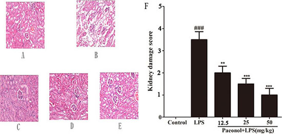 Effect of paeonol on kidney injury after LPS administration.