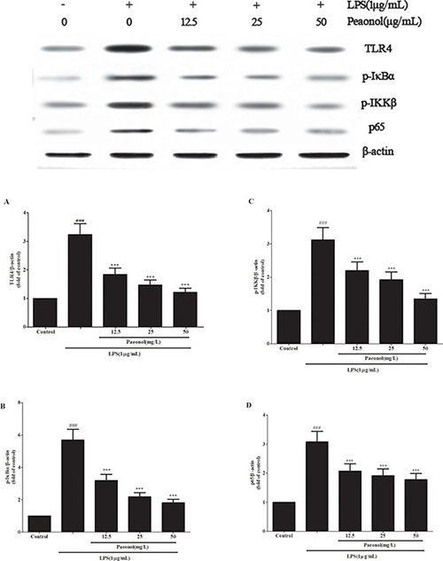 Paeonol modulates LPS-stimulated DCs by TLR4-NF-&#x03BA;B signaling.