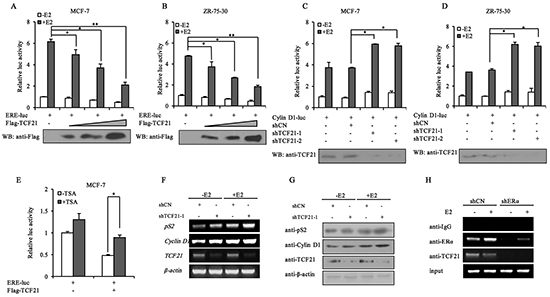 Effect of TCF21 on the transcriptional activity of ER&#x03B1;.