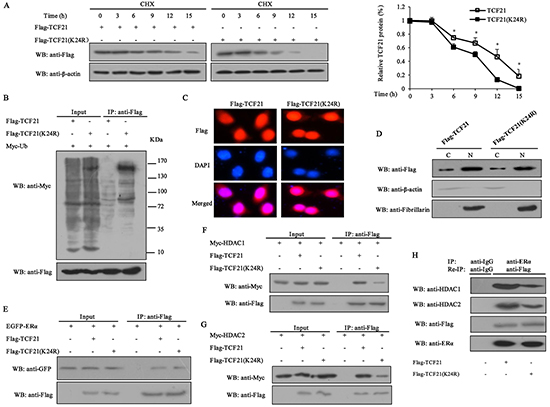 Effect of sumoylation on the half-life of TCF21, subcellular localization and its interaction with ER&#x03B1; and HDAC1/2.