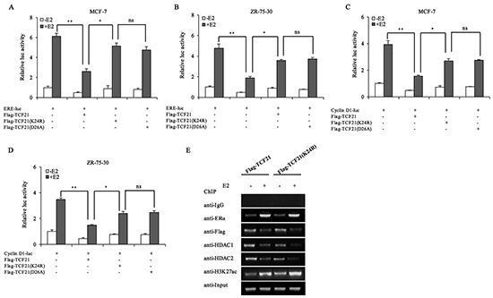 Effect of TCF21 sumoylation on the transcriptional activity of ER&#x03B1;.