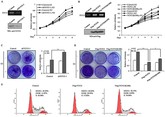 Sumoylation of TCF21 inhibits the growth of breast cancer cell lines.