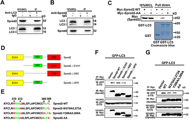 Functional LIR motifs in the SPR domain mediate Spred2/LC3 interaction.