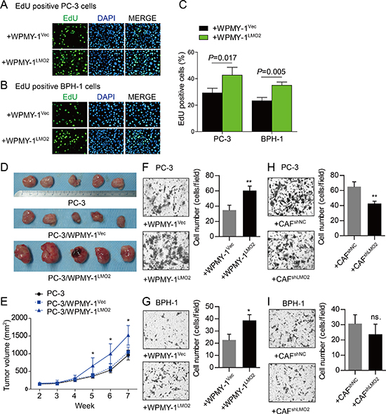 Tumor promotion role of LMO2 over-expressed stromal cells.