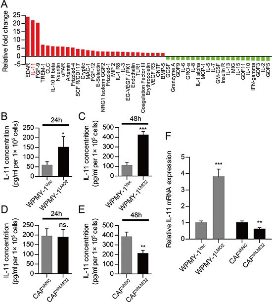 Stromal LMO2 facilitates PCa progression via paracrine of IL-11.
