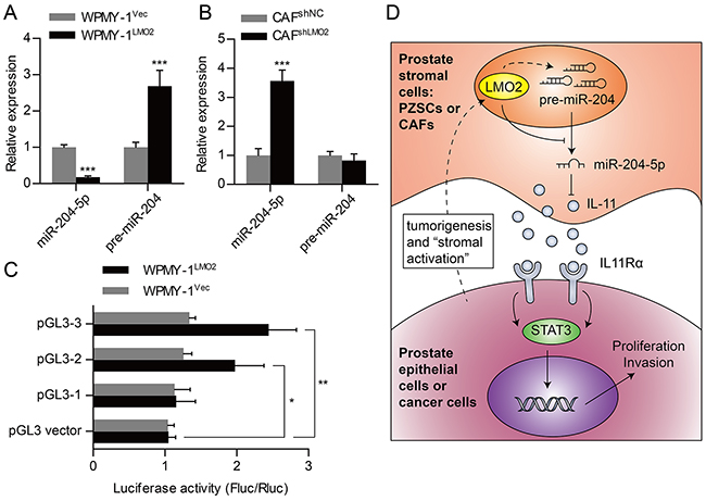 LMO2 attenuate miR-204-5p expression in prostate stromal cells.