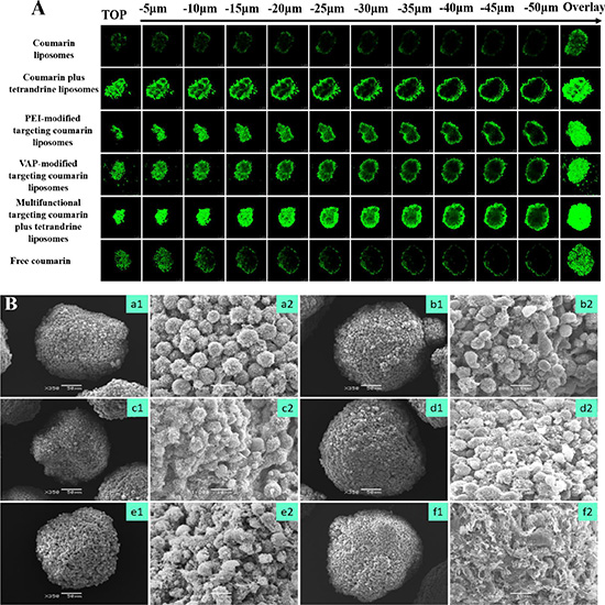 Penetrating abilities and destructing effects to GSCs spheroids.