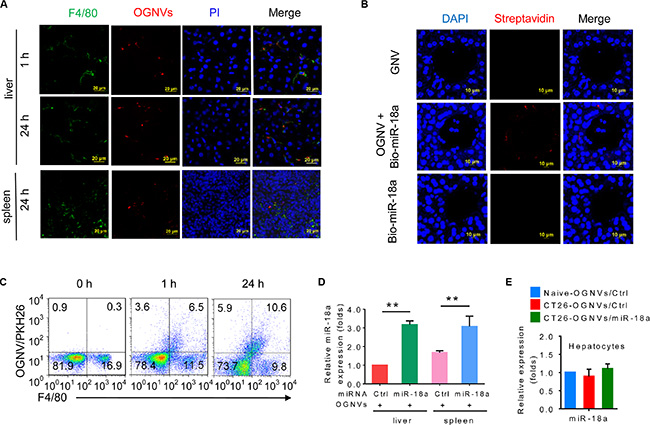 OGNV-mediated delivery of miRNA is taken up by mouse Kupffer cells in vivo