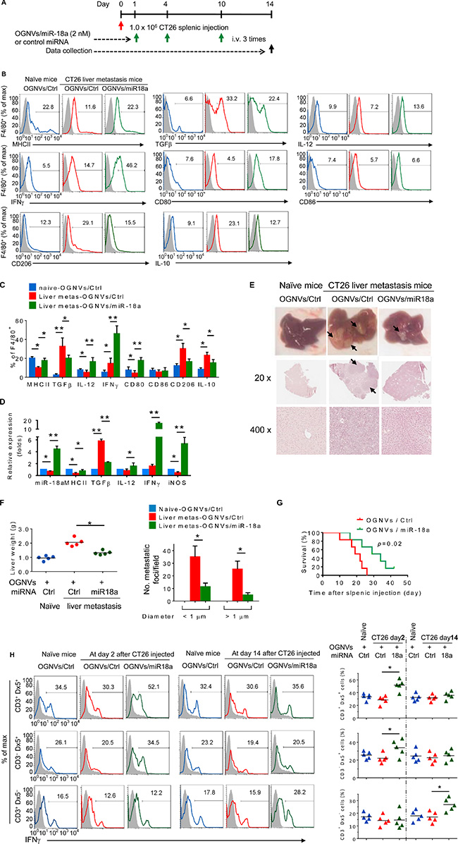 miR-18a encapsulated in OGNVs inhibits liver metastasis of colon cancer and induces Kupffer cell polarization into M1.