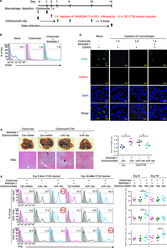 Depletion of macrophages restricted the response of miR-18a against liver metastasis.