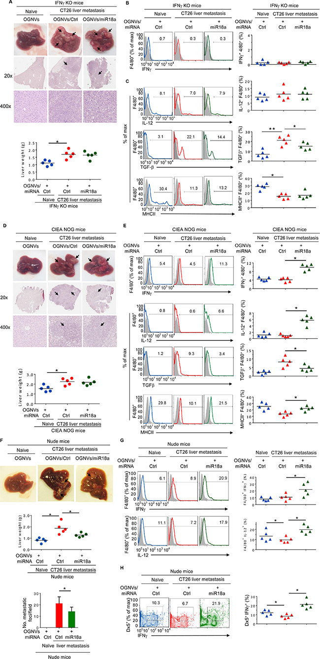 miR-18a mediated inhibition of the growth of liver metastasis of colon tumor cells is IFN&#x03B3; dependent.