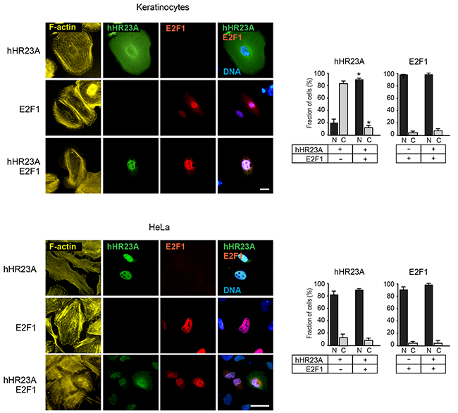 Modulation of hHR23A subcellular distribution by E2F1.
