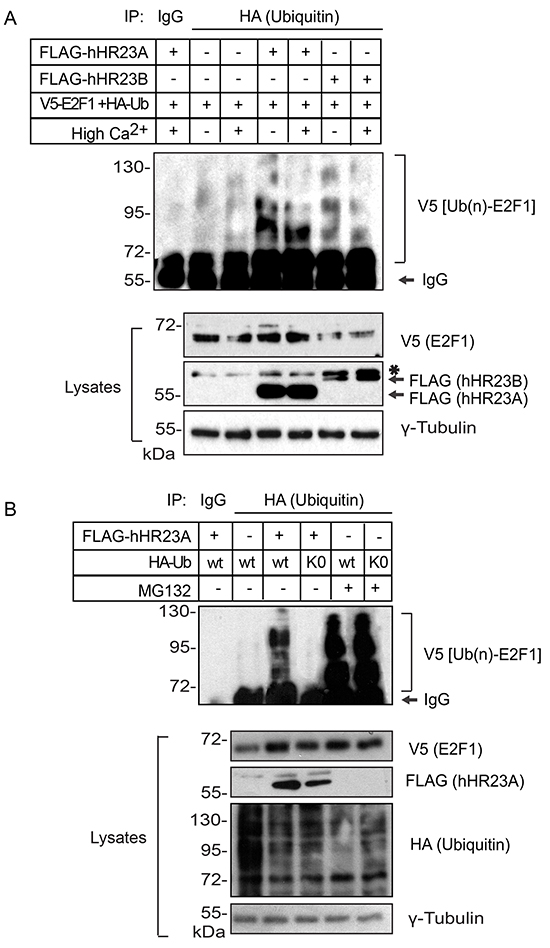 Modulation of ubiquitylated E2F1 degradation by hHR23 proteins.