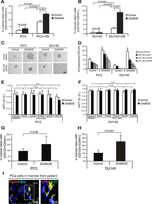 GAS6 overexpression increases CSCs through activation of Mer signaling in PCa cells.