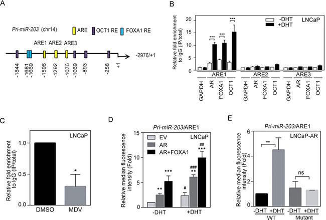 miR-203 levels are directly and positively regulated by androgen receptor (AR) binding to the pri-miR-203 promoter.