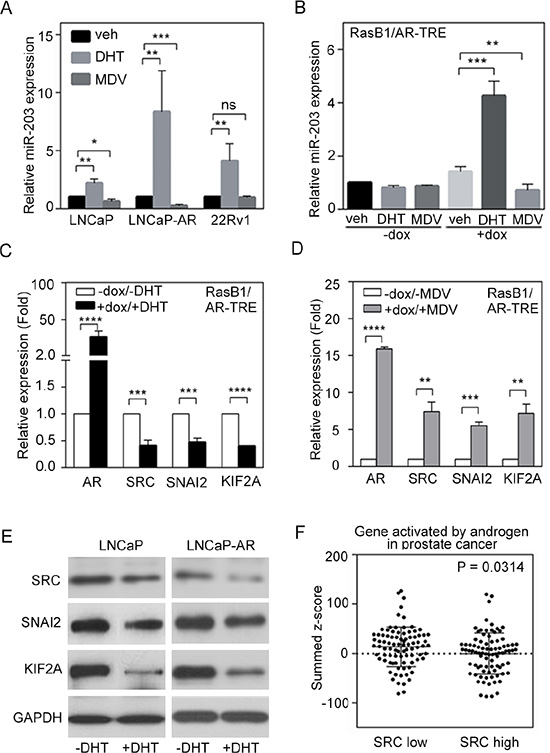 Androgen receptor (AR) signaling inversely regulates SRC and miR-203 levels.
