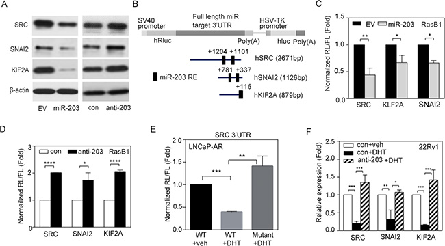 miR-203 mediates reductions in SRC, SNAI2, and KIF2A mRNA stability.