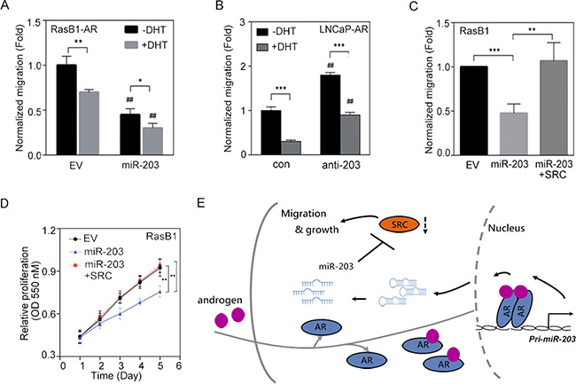SRC expression reconstitutes the malignant phenotype in miR-203-expressing PCa cells.