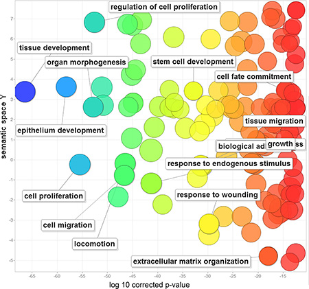 Gene ontology analysis of 212 human EMT-implicated genes with frequent CNGs.