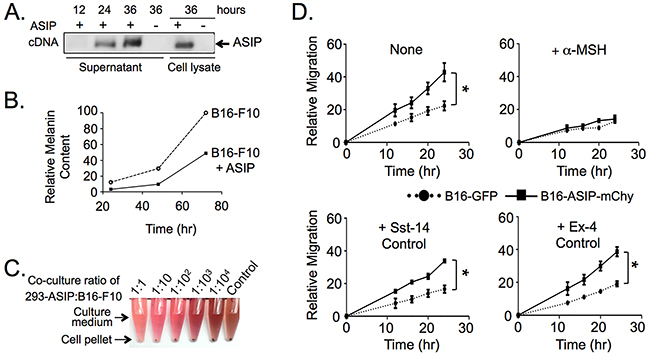 Ectopic ASIP expression inhibits MC1R in a competitive manner.