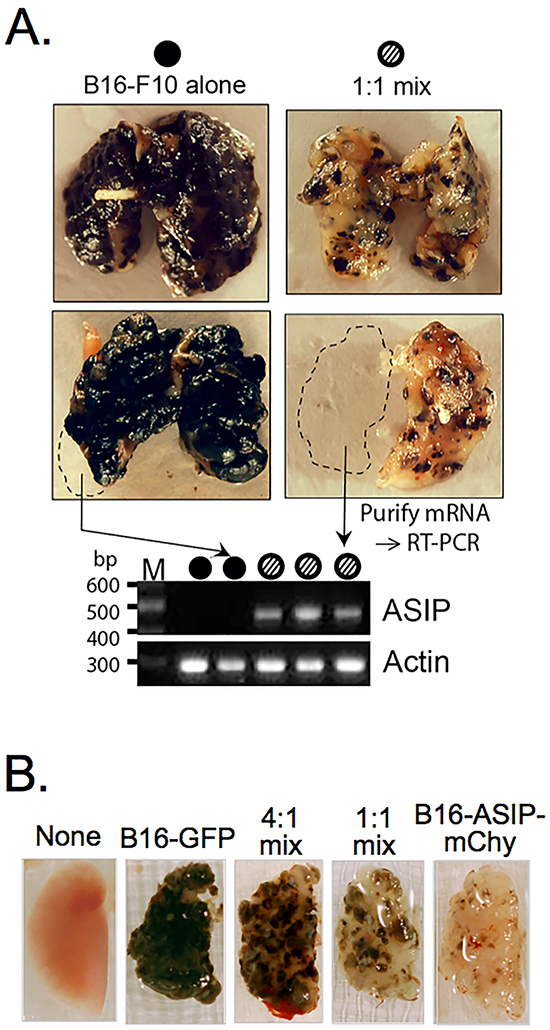 ASIP expression inhibits melanin synthesis in vivo.