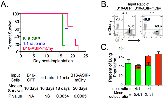 ASIP expression increases survival in an experimental lung metastasis model.