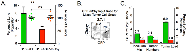 MC1R inhibition impedes the growth, but not engraftment of B16 cells in mouse lungs.
