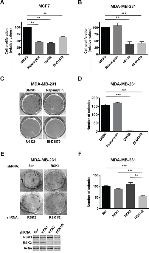 PMA-stimulated proliferation of MDA-MB-231 cells relies on RSK activity.
