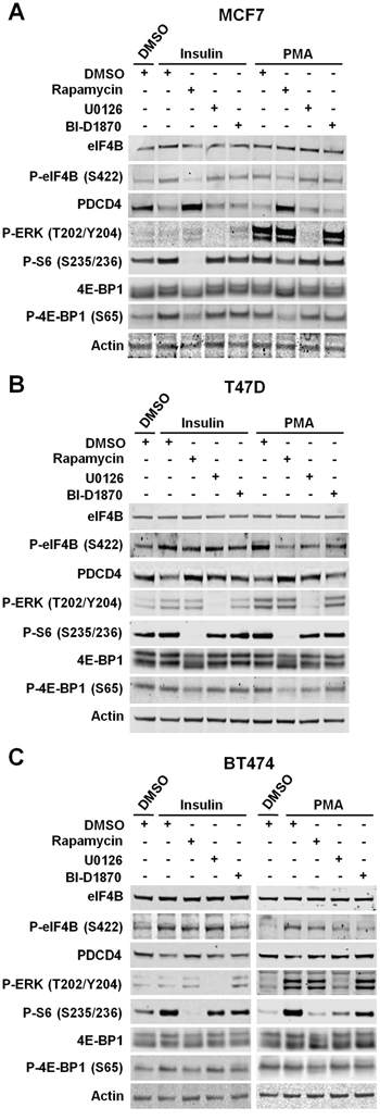 The PI3K/Akt/mTORC1 pathway controls eIF4B phosphorylation and PDCD4 levels in ER/PR-positive cells.