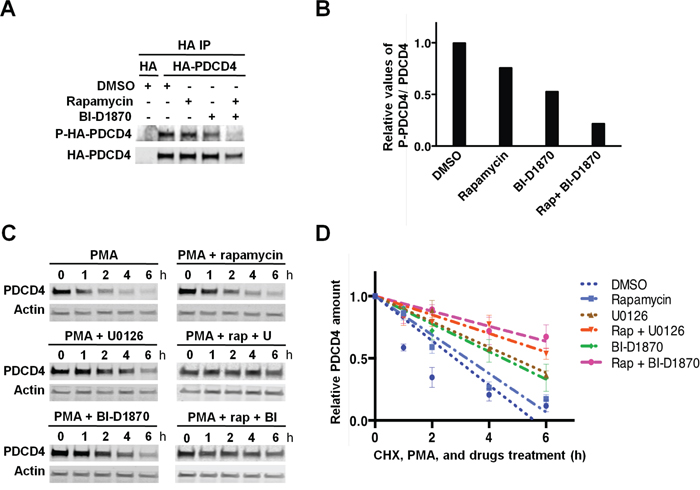 RSK-mediated phosphorylation of PDCD4 regulates PDCD4 protein stability in PMA-stimulated MDA-MB-231 cells.