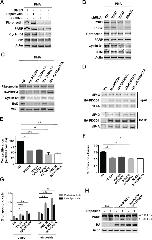RSK-mediated regulation of PDCD4 is required for the proliferation, survival, and migration of MDA-MB-231 cells.