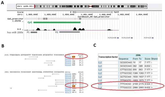 Bioinformatical evidence of the direct binding of E2F3 upon miR-200b gene.