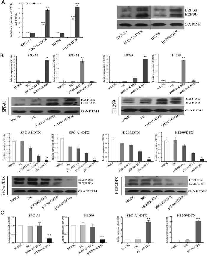 The regulation of E2F3a/b on miR-200b expression and chemosensitivity of LAD cells.