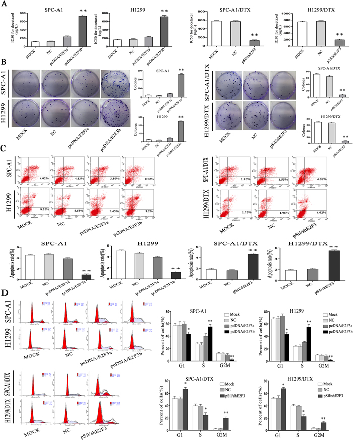 The in vitro effects of E2F3a/b on cell proliferation, apoptosis, cell cycle distribution, and response to docetaxel of LAD cells.