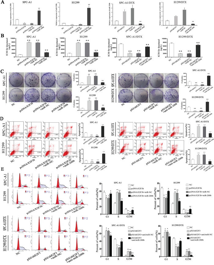 The role of miR-200b in the in vitro regulation of E2F3b on LAD cells.
