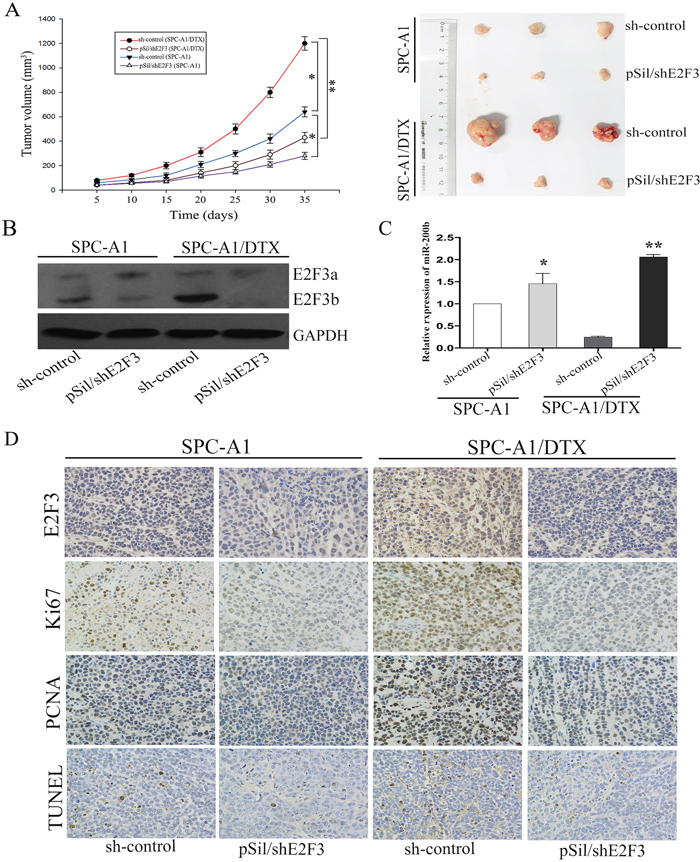 The in vivo effects of E2F3b on miR-200b expression and chemosensitivity of LAD cells.