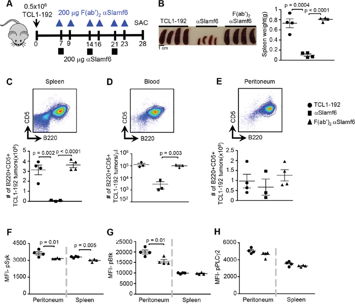 Administering &#x03B1;Slamf6 F(ab&#x2019;)2 fragments does not reduce the number of TCL1-192 cells.