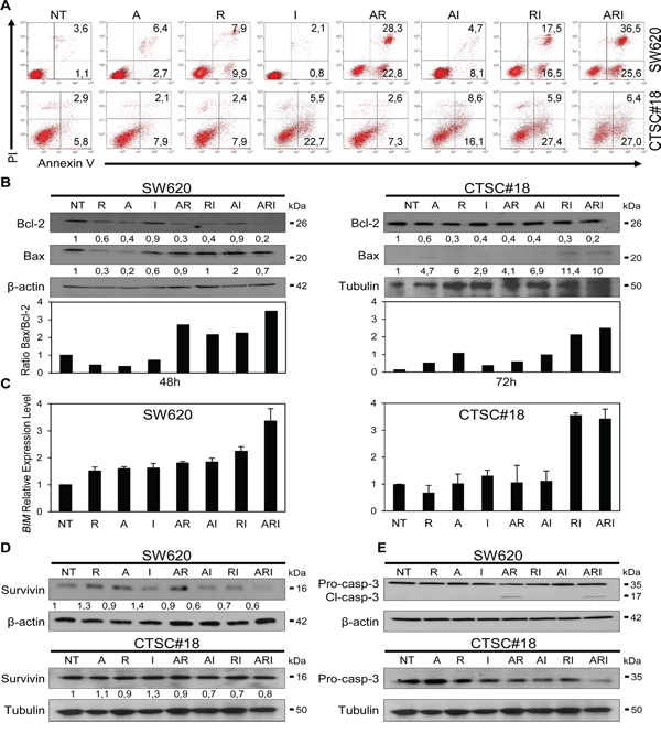 IFN-&#x03B1; potentiates the pro-apoptotic effects of azacitidine and romidepsin in metastatic cells and CSCs of CRC.