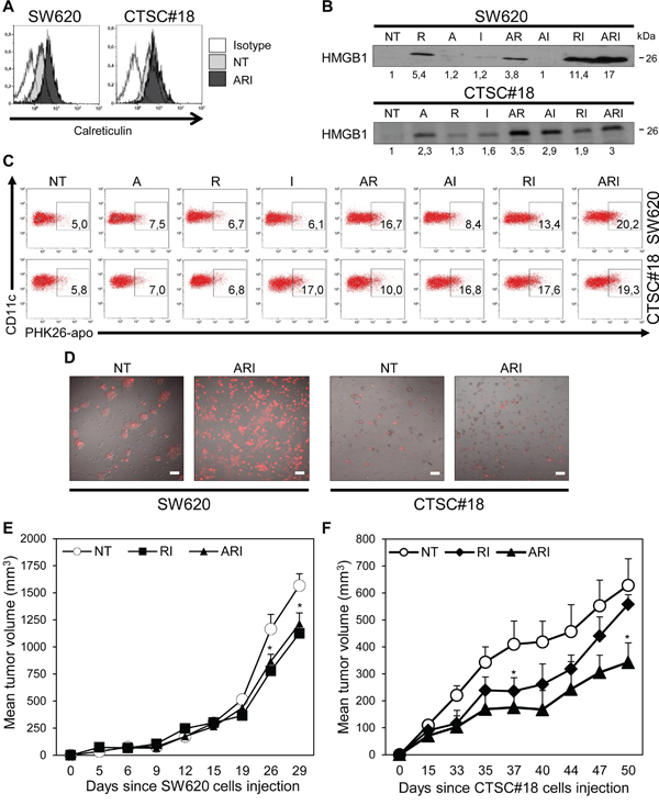 Azacitidine, romidepsin and IFN-&#x03B1; combined treatment induces ICD signals, enhances DC uptake of drug-treated CRC cells and inhibits in vivo growth of CSCs.