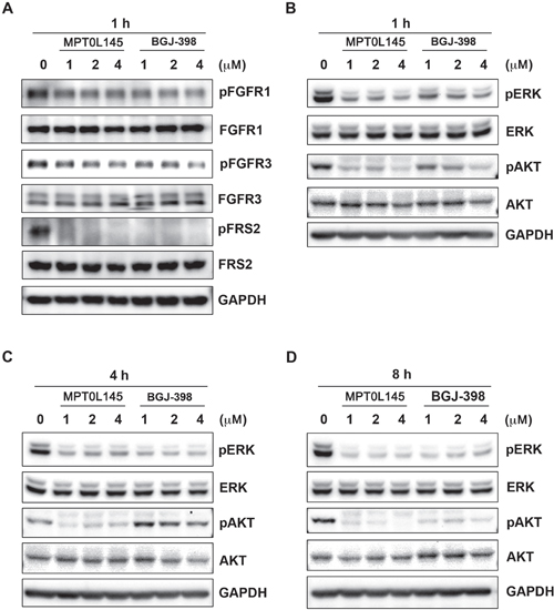 Inhibition of FGFR signaling by MPT0L145 in RT-112 cells.