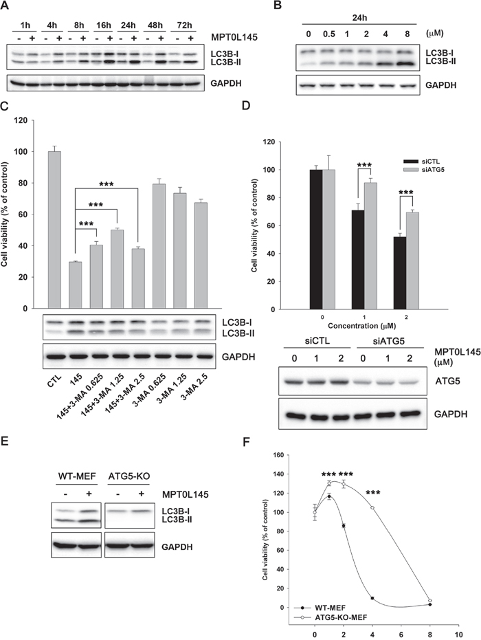 Contribution of autophagy to MPT0L145-induced cell death.