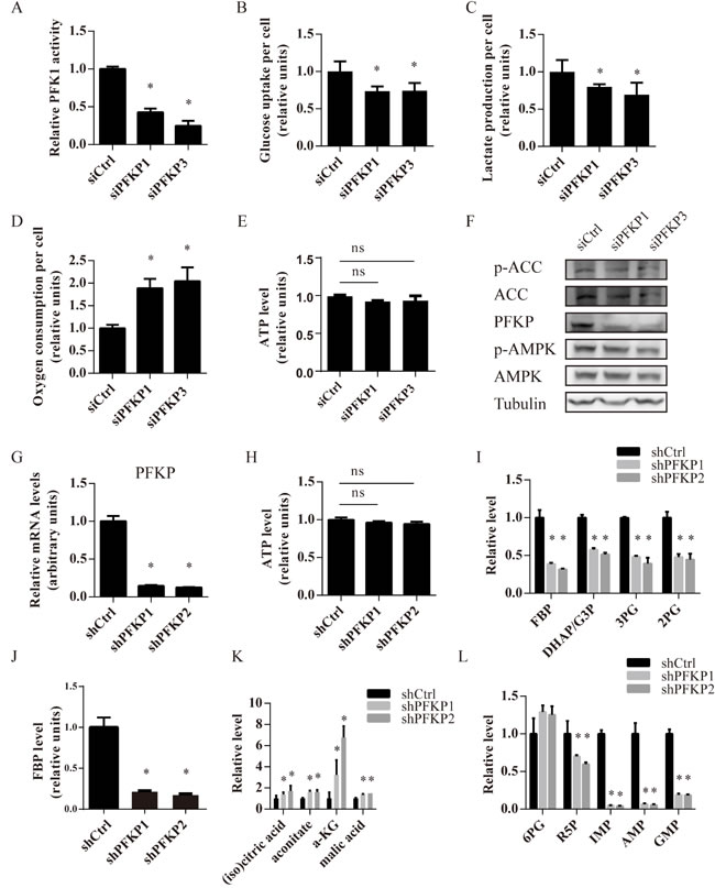 Suppression of PFKP inhibits glycolysis, promotes oxygen consumption and increases nucleotide biosynthesis in kidney cancer cells.