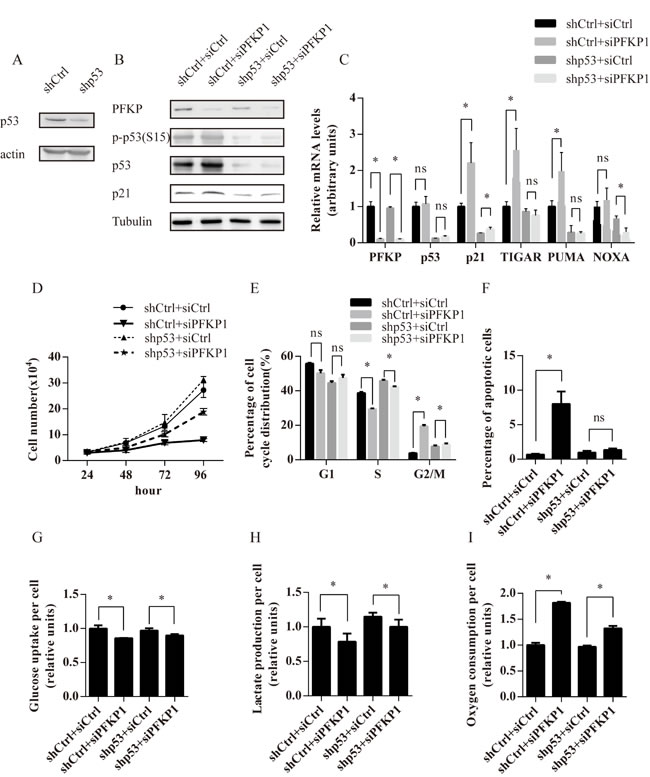 The p53 pathway mediates cell proliferation and metabolic defects induced by PFKP suppression in kidney cancer cells.