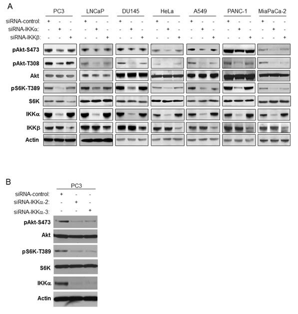 Knockdown of IKK&#x3b1; decreases both Akt phosphorylation and mTORC1 activity.