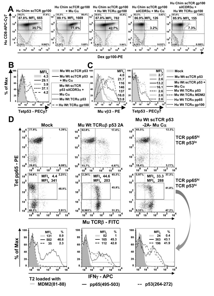 Mispairing of a scTCR with human TCR&#x3b1; takes place to less amounts in human T-cells.